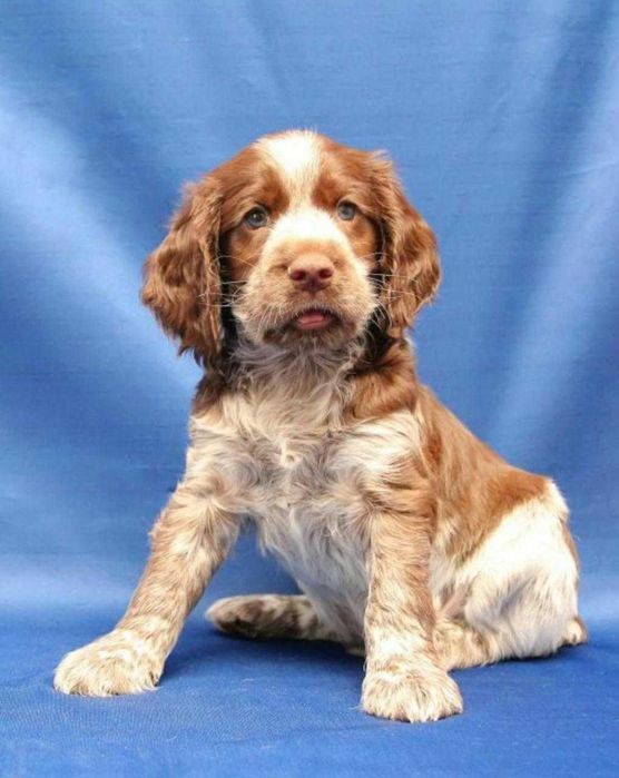 Самые сладкие малыши РОС