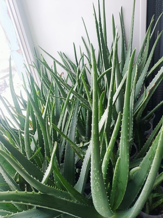 Комнатные цветы  Алоэ -Вера