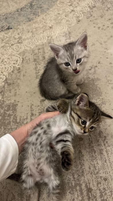 коты бесплатно.