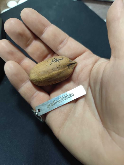 Разсад Орех Пекан