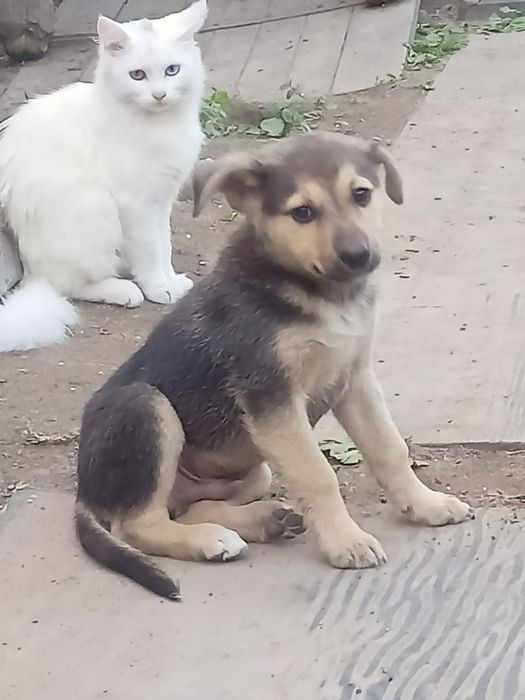 Отдам щенка в добрые руки. Девочка