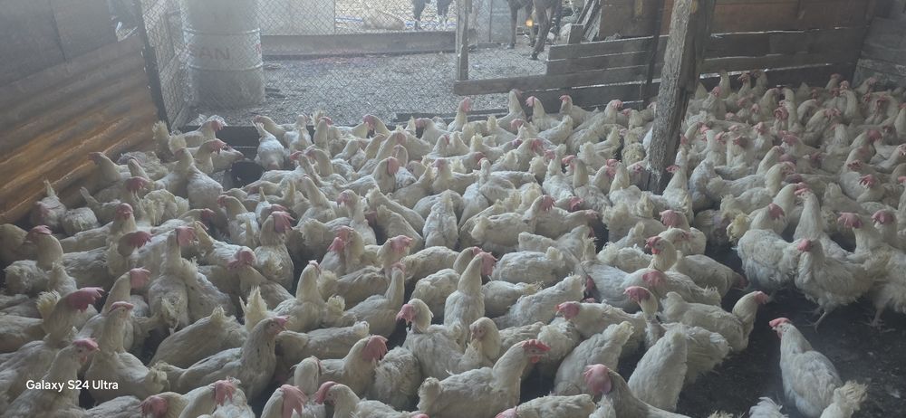 Куры несушки декалб вайт