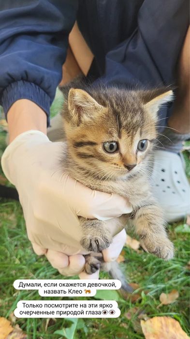 Котенок в добрые руки