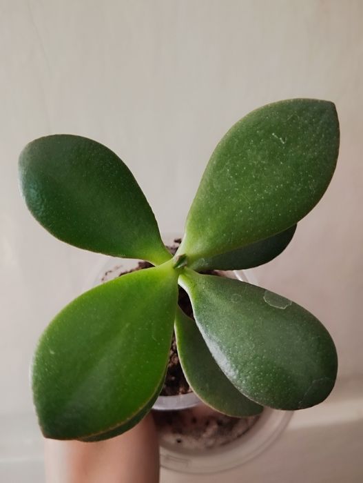 Продам/обменяю комнатные цветы