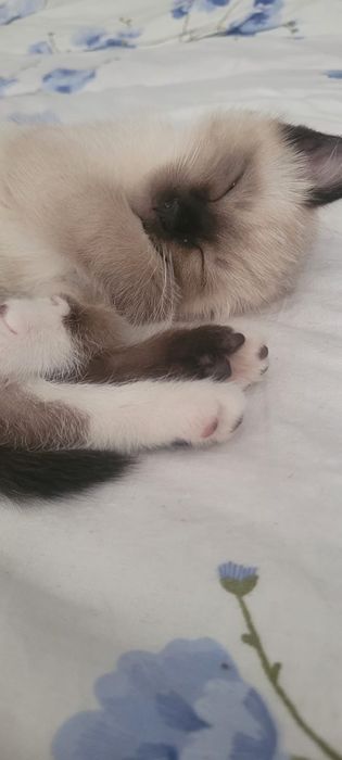 Отдам кошечку в добрые руки