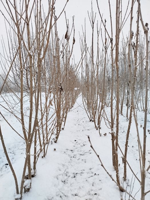 Мевали кочатлар хамма туридан бор