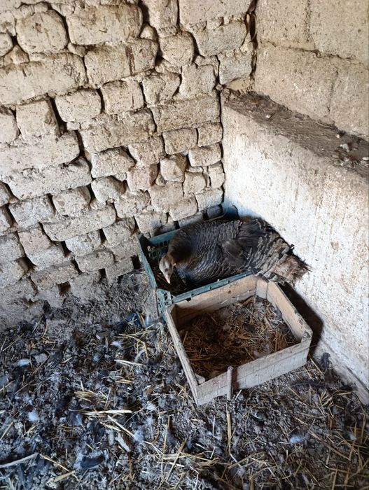 Курк курка  сотилади