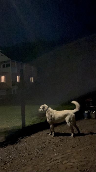 Kangal de vanzare , 2 ani invatat la vaci !