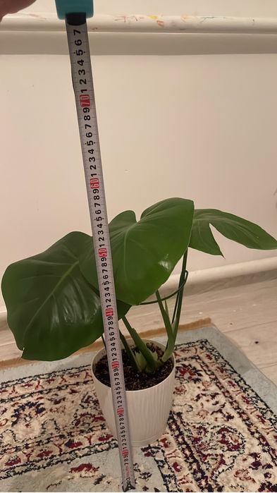 Уй гулдері сатылады