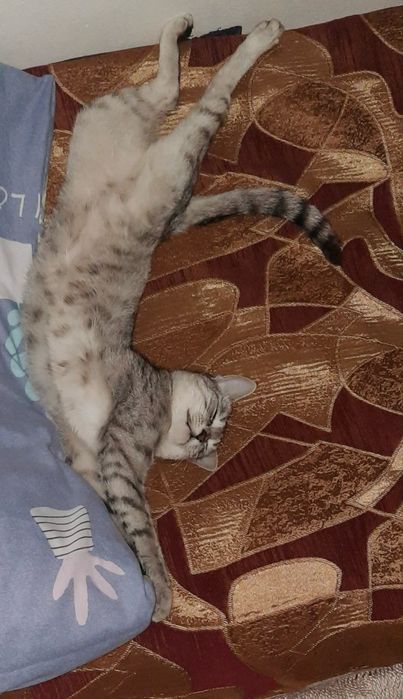 замечательная кошка Алиса даром