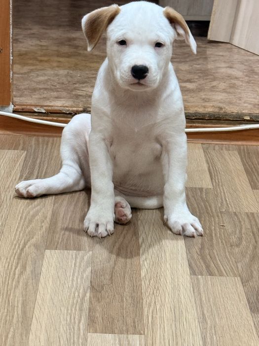 Щенки питбуля девочки