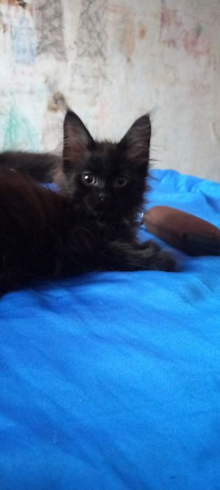 Котенок отец мейнкун мать помесный мейнкун осталась одна чёрная девоча