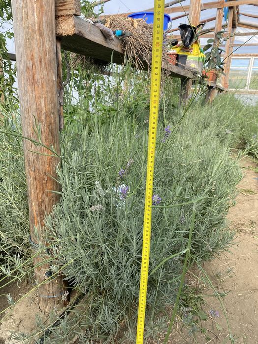 Plante si butasi Lavanda.