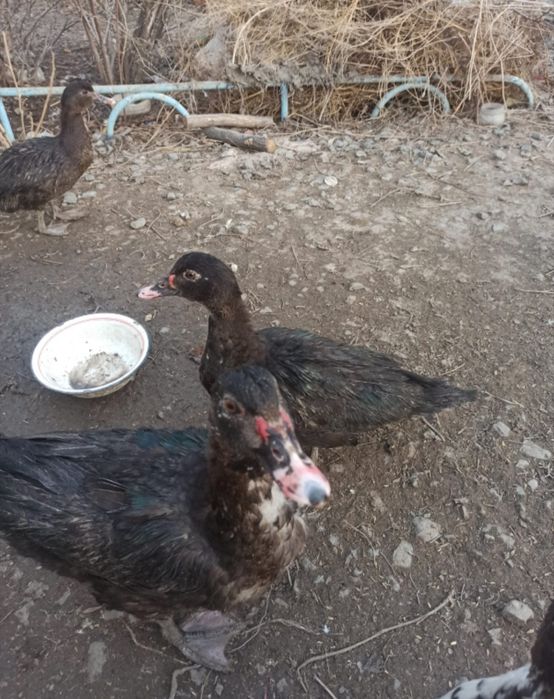 Продам Индоуток самец и мамочка молодые.