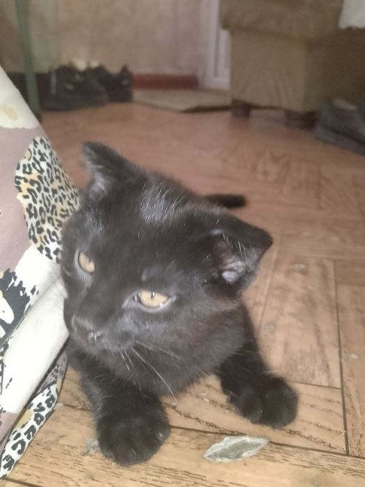 Отдам котенка в добрые руки