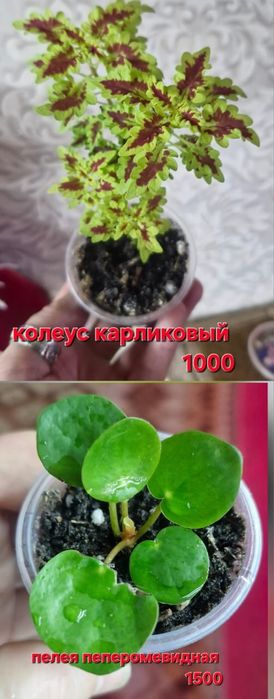 Цветы домашние разные