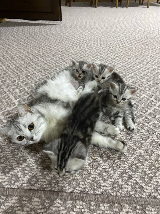Продается котята
