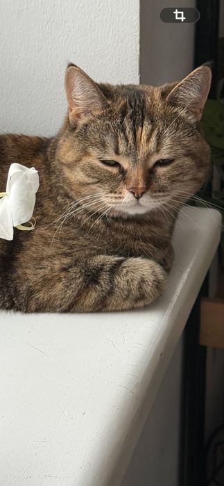 Пропала кошка, рынок, карева