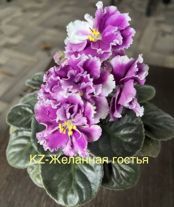 Продам сортовые фиалки