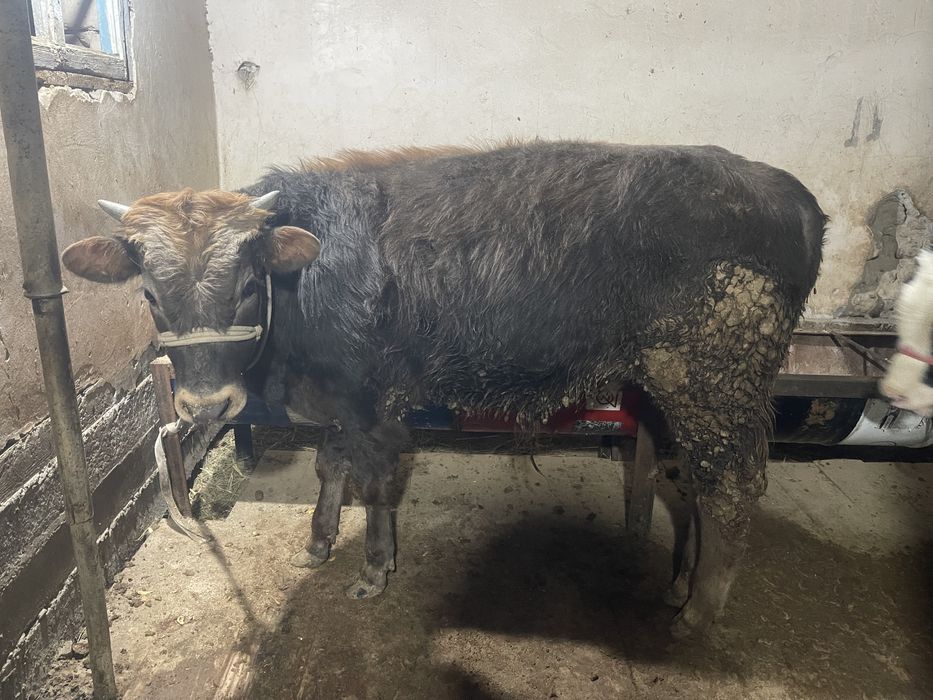 Өгіз бұқа еркек бұзау