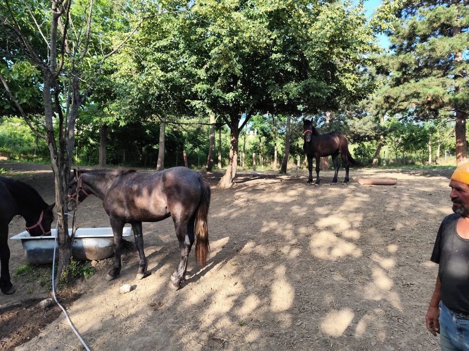 Cai si manzi de vanzare vine intretinuti