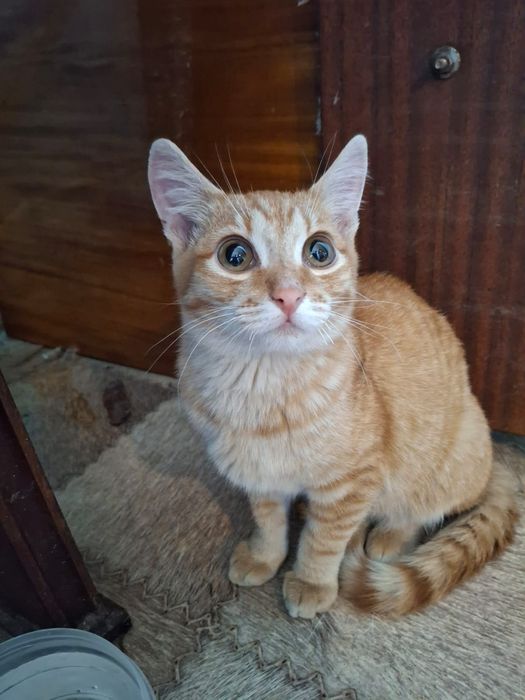 Котенок мальчик 4 месяца