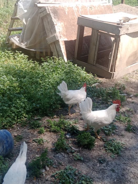 Продам петушки легорны.