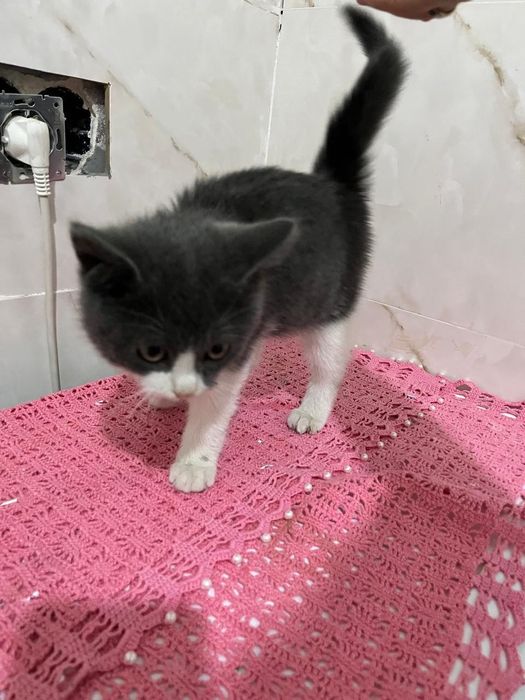 Британский котенок, девочка