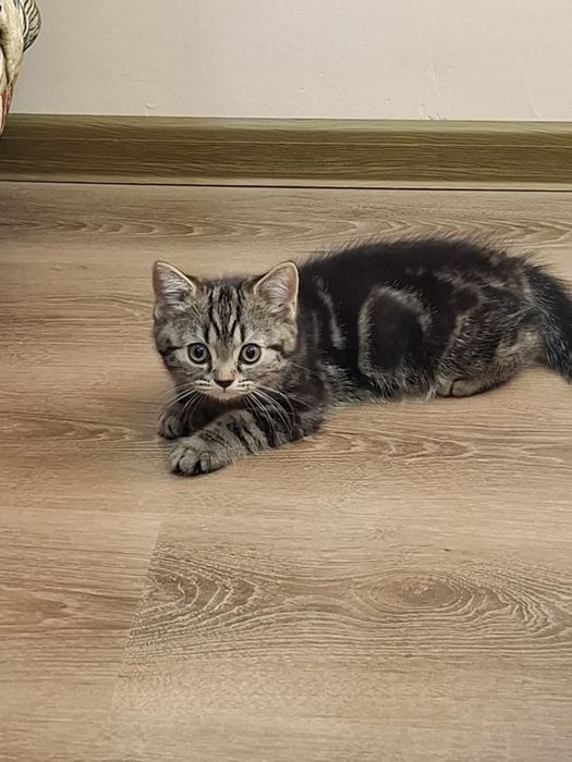 Милый котенок (девочка)