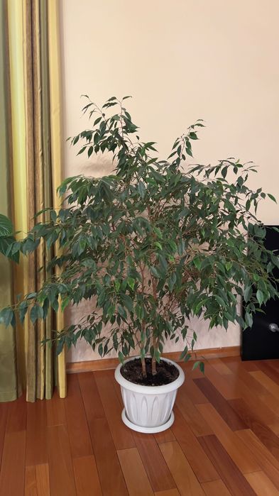 Фикус бенджамина