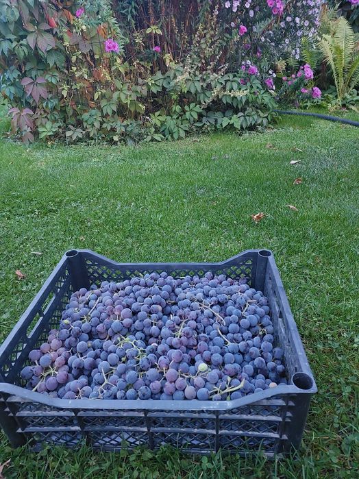 Продаю виноград сорта Изабелла ( винный)