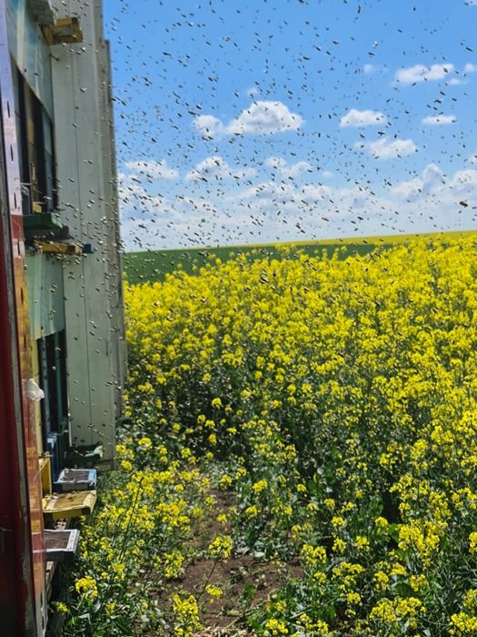 Miere naturală 100% BIO – direct de la producător, fară ados
