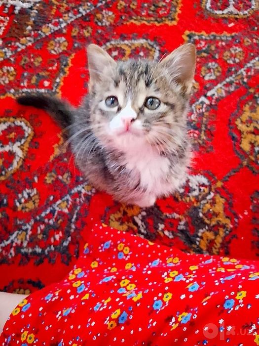 Домашний котенок мальчик отдам в хорошие руки