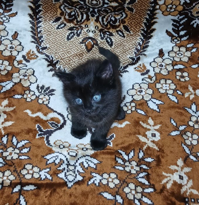 Продам активных котят