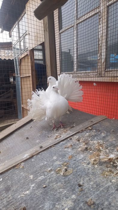 Голуби пара павлинов