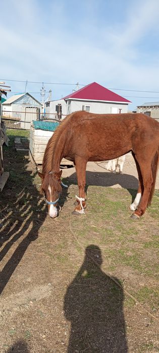 Бие сатылады. Дөнен