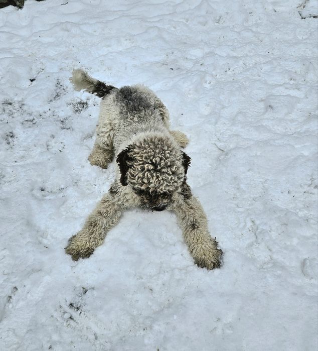 Vand caine Lagotto Romagnolo rasa pura