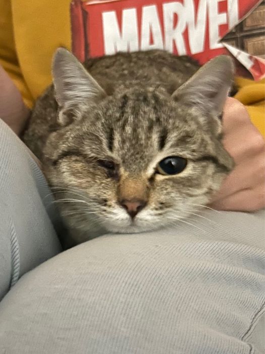 Особенный котенок ищет маму