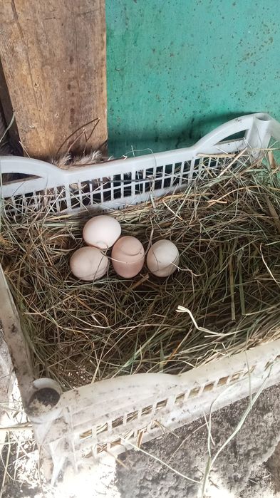 Продам куры несутся