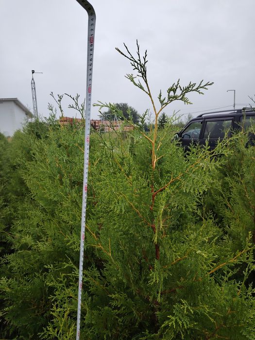 Туя Брабант Смаракт