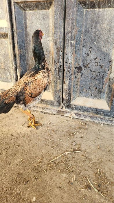 О шамо товук 3 йиллик