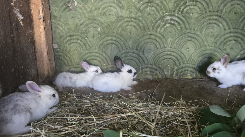 Vând iepuri rex vaccinați