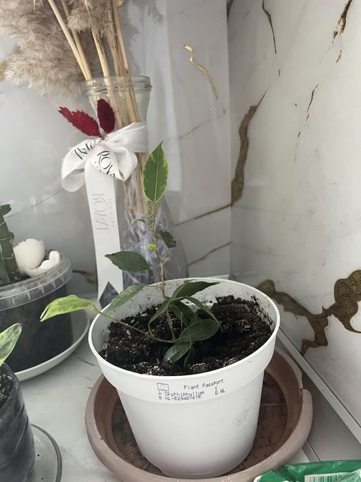 Цветы домашние