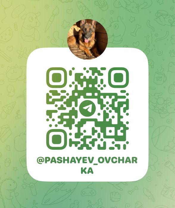 Вязка немецкой овчарки Жан-Луи