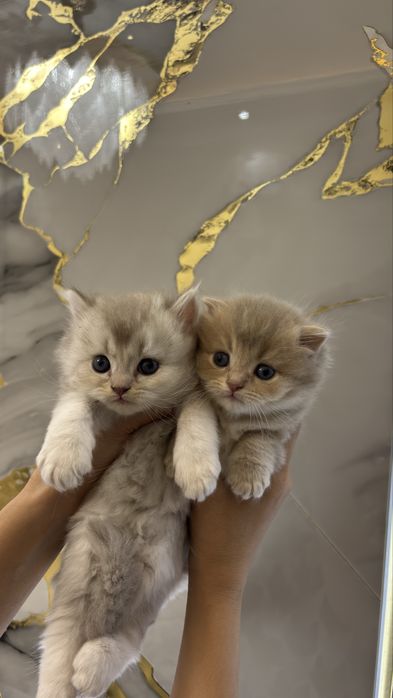 Mushuk Scottish Fold