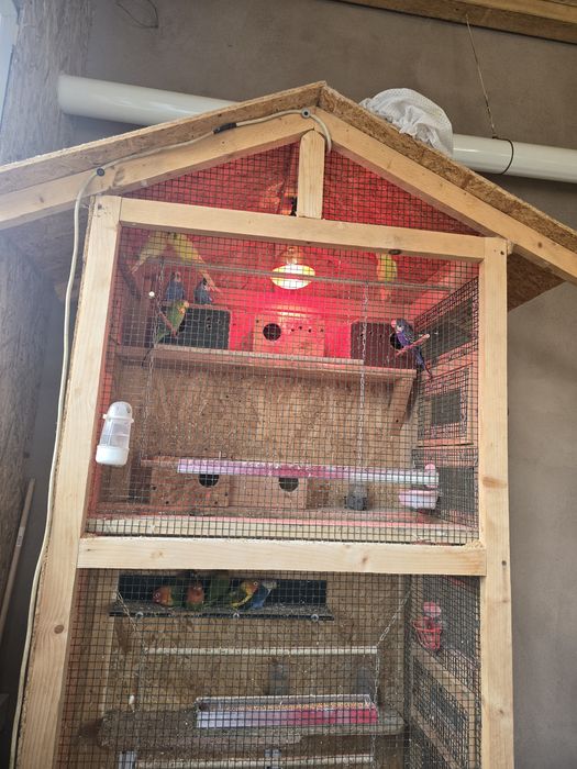 Vând papagali peruși