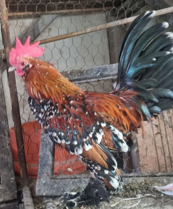 Familia de mii de flori roșu negru