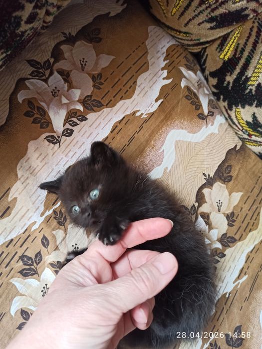 Отдам даром котят