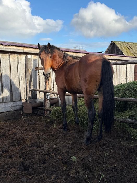 Жеребец 2,5 года продам