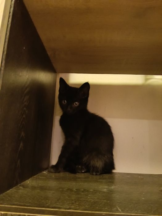 Котёнок девочка 2,5 месяца